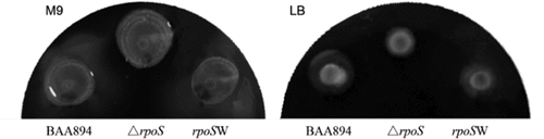 Figure 4. Swimming motility of the wild-type, rpoS null mutant and expression recombinant strains on M9 or LB medium