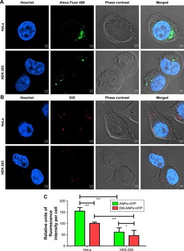 Figure 8 Nanoparticle uptake assay in HeLa and HEK-293 cells. To demonstrate that nanoparticles can be internalized into normal or cancer cells, fluorescent ANPs+ATP labeled with Alexa Fluor 488 (A) and EM-ANPs+ATP labeled with DiD (B) were prepared. Analysis by confocal microscopy revealed a lower number of internalized EM-ANPs+ATP nanoparticles in normal and cancer cells (C), suggesting a longer circulation time for these nanoparticles. A higher proportion of ANPs+ATP and EM-ANPs+ATP was observed in HeLa cells vs HEK-293 cells Data are shown as mean ± SEM (n=50), *P-value ≤0.05, ***P-value ≤0.001.Abbreviations: ANPs+ATP, ATP-carrying albumin nanoparticles; EM-ANPs+ATP, ATP-carrying albumin nanoparticles coated with erythrocyte membranes; SEM, standard error of mean.