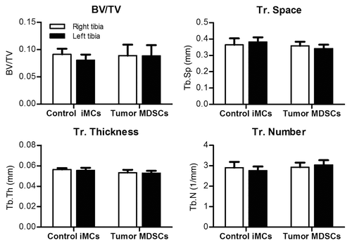 Figure 4. Tumor-induced MDSCs lose their ability to decrease bone mass in the absence of tumor cells. 1 × 105 Gr-1+CD11b+ cells isolated from the BM of control or tumor mice were injected in intratibial in the left tibia. Right tibiaes of the same mice were injected with PBS as a control. Bone parameters were assessed by μCT