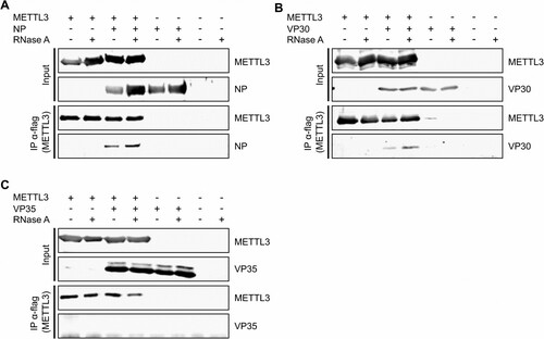 Figure 1. METTL3 interacts with EBOV proteins. 293 T cells were transfected with flagHA-METTL3 as well as expression plasmids for EBOV (a) NP, (b) VP30 or (c) VP35. Two days post transfection (dpt), cells were lysed and METTL3 was precipitated with flag-antibodies in the presence and absence of RNase A. Precipitates and input samples were analysed via SDS-PAGE and Western blot using anti-HA-antibodies for the detection of METTL3 as well as protein-specific antibodies for the detection of viral proteins. Representative results from two independent experiments are shown.