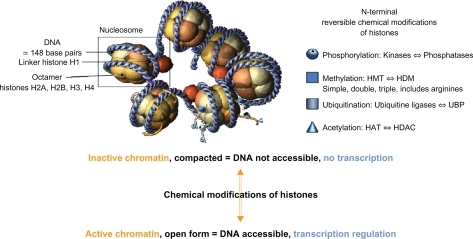 Figure 1 The nucleosome unit and the histone tail chemical modification.Abbreviations: HAT, histone acetyltransferase; HDM, histone demethylases; HDAC, histone deacetylase; HMT, histone methyltransferase; UBP, ubiquitin-specific protease.