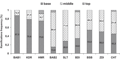 Figure 2. Frequency of the ramifications of order 2 according to the insertion level on the branch in the different studied fig cultivars.