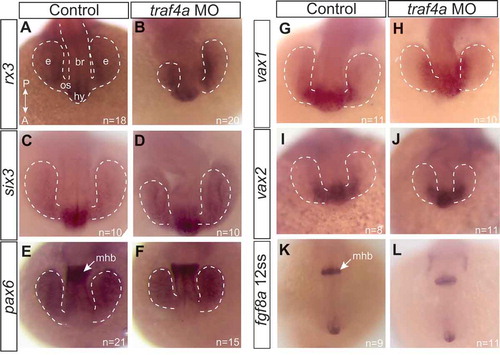 Figure 3. Gross patterning of the anterior neural keel is not disrupted with Traf4a knockdown. Dorsal views of 12 ss control (A,C,E,G,I,K) and traf4a morphant (B,D,F,H,J,L) embryos processed with antisense riboprobes for rx3 (A-B; N = 2), six3 (C-D; N = 2), pax6 (E-F; N = 2), vax1 (G-H; N = 1), vax2 (I-J; N = 1), and fgf8a (K-L; N = 1). Eye vesicles outlined in white dots. br, brain; e, eye vesicle; hy, hypothalamus; mhb, midbrain/hindbrain border; os, optic stalk.