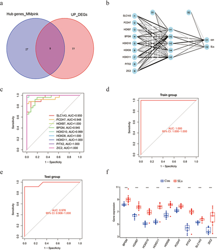 Figure 5 Construction and verification of ANN model. (a) Screening of feature genes involved in SLs. (b) Construction of ANN model based on 9 feature genes. (c) ROC curves of feature genes in the training group. (d) ROC curve of the ANN model in the training group. (e) ROC curve of the ANN model in the test group. (f) Differential expression of 9 feature genes in the test group. p-value: ***p < 0.001.