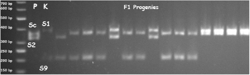 Figure 1. Electrophoregram of S-alleles of parents and F1 progenies amplified with the SrcF and SrcR primers for the first intron region. P: Paviot, K: Kabaaşı. DNA molecular size marker: Thermo Generuler 50 bp DNA ladder (Waltham, MA, USA).