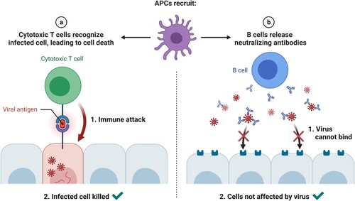 Figure 5. (Left) Once they reach the target tissue, cytotoxic T cells detect antigens of the virus on the surface of infected cells and destroy them, eliminating virus factories. (Right) Antibodies secreted by B cells bind to the surface of the virus and block host entry (neutralizing antibodies). (Reprinted from ‘Recruitment of T and B Cells by Antigen-presenting Cells (APCs)', by BioRender, August 2020, retrieved from https://app.biorender.com/biorender-templates/ Copyright 2021 by BioRender.)