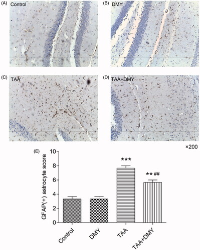 Figure 4. Immunohistochemistry of the hippocampus (200×). GFAP (+) astrocytes were not obvious in naive controls (A, B), but they were significantly increased in TAA-treated mice (C, D). DMY administration had no effect on the activation of astrocytes in group B. DMY treatment significantly reduced the number of activated astrocytes in group D compared to group C. (E) Hippocampus GFAP (+) astrocyte score was quantified. DMY: DMY-treated (5 mg/kg) group; TAA: TAA-treated (600 mg/kg) group; TAA + DMY: TAA-treated (600 mg/kg) + DMY-treated (5 mg/kg) group. Values are expressed as mean ± SD (n = 8). **p < 0.01 and ***p < 0.001 vs. control; ##p < 0.01 vs. TAA.