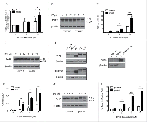 Figure 3. Loss of wild type p53 function promotes DY131-mediated apoptosis. (A) Fold change of Annexin V and PI double positive cells after 24 h DY treatment relative to DMSO control determined by flow cytometry (n = 3, 2-way ANOVA). (B) Protein expression of PARP (full length (FL) and cleavage product (CP)) 24 h after DY treatment. (C) Percentage of A172-pLKO.1 and -shp53 stable cells in subG1 24 h after DY treatment determined by flow cytometry (n = 3, 2-way ANOVA). (D) Protein expression of PARP in A172-pLKO.1 and -shp53 stable cells. (E) Basal protein expression of ERRβ2 (cl.07), ERRβsf (cl.05) and ERRγ in RKO isogenic mutants. Lanes labeled Δ10, β2, and SFβ2 contain whole cell lysate from T98G cells transiently transfected with the indicated cDNA. (F) Fraction of RKO cells in subG1 after 24 h DY treatment determined by flow cytometry (n = 3, 2-way ANOVA). G, PARP protein expression in RKO isogenic mutants 24 h post-DY treatment. H, Percentage of Annexin V positive RKO cells after 18 h DY treatment (n = 3, 2-way ANOVA). (*P < 0.05 **P < 0.01 ***P < 0.001).