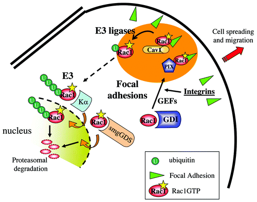 Figure 2. Rac1 interactions at Focal Adhesions and in the nucleus. Figure provides a model of the different local interactions of Rac1 with the various C-terminal-interacting proteins. The various regions that focus Rac1 activity and regulation are indicated by the different colors. Integrin-mediated Rac1 activation, possibly by PIX, leads to its targeting to FAs and recruitment of Caveolin1. Caveolin1 subsequently regulates Rac1 ubiquitylation and internalization. Internalized Rac1 may associate to Karyopherin α, translocate to the nucleus for further ubiquitylation and proteasomal degradation.