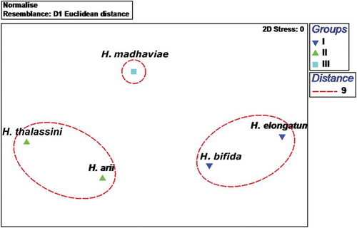 Figure 8. Multidimensional scale plot. The analysis confirms the presence of three clusters: Group I (Hamatopeduncularia elongatum and H. bifida sp. nov.), Group II (H. thalassini and H. arii), and Group III (H. madhaviae sp. nov.).