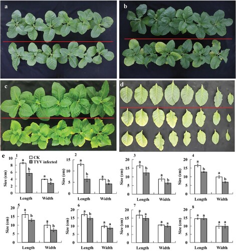 Figure 2. Symptoms of tobacco plants after TYV infection. a: 2 weeks after TYV infection; b: 3 weeks after TYV infection; c: 5 weeks after TYV infection; d: 6 weeks after TYV infection; above the red line: healthy plants, below the red line: TYV-infected plants. e: Effect of TYV infection on leaf size (length and width) after 6 weeks inoculation, 1–8: 1st∼8th leaf position, CK: healthy plants, Mean ± SD, different letters showed statistical significance (P < 0.05) (n = 4, Independent samples t test).