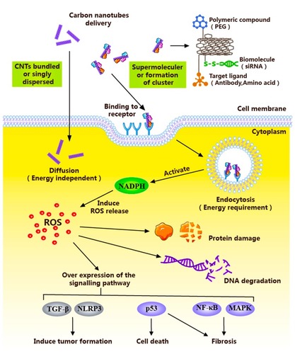 Figure 1 Schematic diagram illustrating the cells entering process of anti-tumor nanometer preparation with CNTs as a carrier.