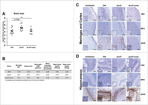 Figure 6. Lack of CNF1 expression in E. coli K1 causes meningitis in newborn mice with mild pathological features in the brain. (A) Brains from infected mouse pups were collected 24 hours post-infection and examined for the presence of bacteria. Statistical analyses were performed by Student's t-test and ANOVA; p-values indicated; ns = not significant. (B) CSF samples were collected and examined for the presence of bacteria. Positive bacterial growth in CSF was indicative of meningitis. Brain sections of the (C) meninges and cortex or (D) hippocampus were stained with H&E (open arrows indicate neuronal cell death), MPO (closed arrows indicate neutrophil infiltration), and GFAP (spear arrows indicate glial cell infiltration). Scale bars = 100 µm.