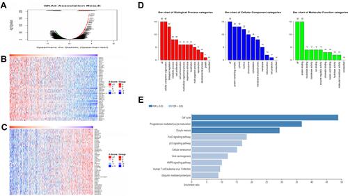 Figure 6 SKA3 co-expression genes in LUAD. (A) Identification of highly related genes of SKA3 by Pearson test in LUAD cohort (LinkedOmics). (B and C) Heat maps showed that the top 50 genes were positively and negatively linked to with SKA3 in LUAD. Red represents positive correlation gene, blue represents negative correlation gene (LinkedOmics). (D and E) Remarkably enriched GO annotations, as well as KEGG pathways correlated with SKA3 showing top 15 genes positively in LUAD cohort (webgestalt).