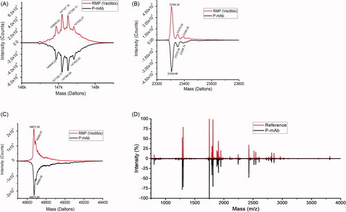 Figure 3. Comparative analysis of molecular mass, and peptide mass fingerprinting of purified P-mAb and RMP: (A) LC-MS spectrum showing the intact mass of both the RMP (upper) and P-mAb (lower), (B) Reduced and deglycosylated mAb analysis showing LC mass, (C) Reduced and deglycosylated mAb analysis showing HC mass, (D) Mirror plot of peptide mass of fragments obtained from MALDI MS/MS analysis of trypsin digested samples of P-mAb and RMP.