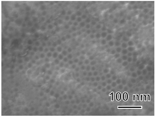 Figure 1. FE-SEM photograph of Hf substrate anodically polarized in NH4F solution.