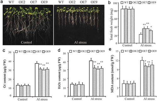 Figure 4. Overexpression of GmCAT1 enhances Al stress tolerance in transgenic Arabidopsis plants.