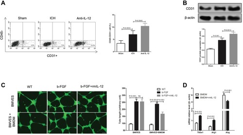 Figure 4 Effect of IL-12 on angiogenesis after ICH. (A) Flow cytometry analysis of CD45-CD31+ positive cells ratio in hematoma border zone at 7 days after ICH, 8 rats per group; (B) CD31 protein expression in hematoma border zone (upper) at 7 days after ICH and gray analysis of protein bands (lower), 8 rats per group; (C) Calcein staining was used to detect the tubule formation of BMVES in tubule formation experiment, 3 independent experiments; (D) RT-qPCR analysis of angiogenesis-related regulatory gene expression in BMDM after rmIL-12 treatment, 3 independent experiments.