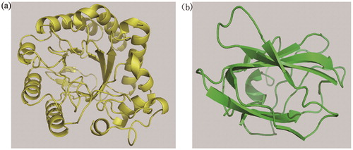Figure 4. The predicted structures of two modules in MkCel5. Note: The yellow module (a) is the predicted GH5 domain; the green module (b) is the predicted substrate bonding domain.