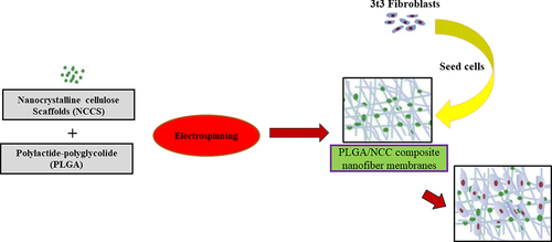 Figure 2. Schematic representation of nanocellulose based skin scaffolds. It represents the preparation of electrospun PLGA/NCC membranes with favorable biocompatibility.