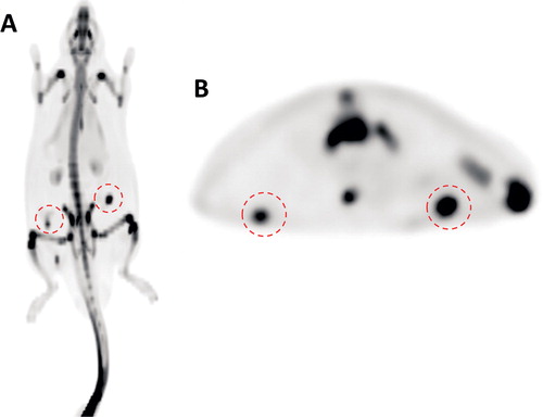 Figure 1. PET images of the [18F]NaF uptake in grafts in the transverse (A) and coronal plane (B). Both of the sites (red circles) with implanted allogeneic bone (right side) and hydroxyapatite granules (left side) were easily distinguished in all animals.