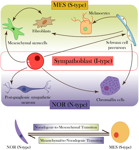 Figure 1. Neuroblastoma phenotypes and corresponding developmental states. (top) sympathoblast (I-type) serves as a progenitor of many cell types shown in nor (N-type) and MES (S-type) lineage, at different stages of lineage differentiation. (bottom) nor and MES cells can switch back and forth, indicating reversible cell-state transitions.