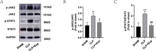 Figure 7 Effects of Eupatilin on JAK2/STAT3 signaling pathways in lung tissue of septic mice. (A-C) The phosphorylation levels of JAK2 and STAT3 in septic mice were analyzed by Western blot. The relative expression levels of phosphorylated JAK2 and STAT3 were normalized to JAK2 and STAT3, respectively. n≥3 per group, one-way ANOVA test. **p < 0.01, ***p < 0.001, versus SHAM group; #p < 0.05, ###p < 0.001, versus CLP group.