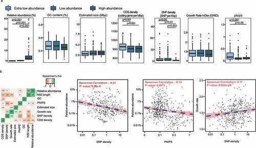 Figure 4. (a) Comparison of genomic features among high-, low-, and extra-low-abundance species. (b) Spearman’s correlations between different genomic features. Asterisks shown in the heatmap represent statistical significance: *p < .05, **p < .01, and ***p < .001. The blue dash line in the scatter plot indicates Spearman correlation.