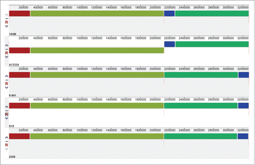 Figure 2. Mauve alignment of both chromosomes from the 5 complete Brucella abortus genomes. Each genome is laid out horizontally and homologous segments are shown as colored blocks: red and olivine blocks constitute the sequence of chromosome I, and blue and green blocks constitute the sequence of chromosome II.