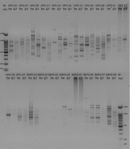 Fig. 1. RAPD profiles of the 21 primers used for the primer screening (top line: primer ID; second line: nematode samples tested).