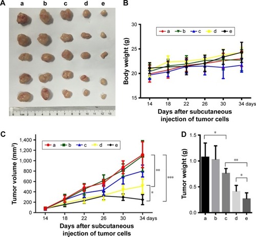 Figure 8 In vivo antitumor efficacy of treatment with different formulations.Notes: (A) Tumors from mice treated with PBS control, LCP-II-siRNA negative control, LCP-II-siBeclin 1-FTY720 NPs without FA, LCP-II-FTY720 NPs with FA and LCP-II-siBeclin 1-FTY720 NPs with FA (marked as a, b, c, d and e, respectively). (B) Body weights of mice during the injection period. (C) After tumors reached a volume of 50–100 mm3 (14 days after subcutaneous cell injection), treatment was initiated. (D) Tumor weights at the end of the experiment. (n=5; *P<0.05, **P<0.01, ***P<0.001).Abbreviations: FA, folic acid; FTY720, fingolimod; LCP-II NPs, lipid/calcium/phosphate type II nanoparticles; siBeclin 1, Beclin 1 siRNA.