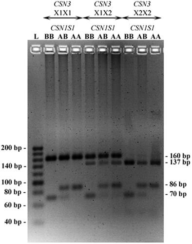 Figure 1. Simultaneous genotyping at the αS1- (CSN1S1 alleles A and B) and κ-casein gene (CSN3 alleles X1 and X2) by a duplex ACRS-PCR and following contemporary digestion with the Mbo I and Hinf I, in the Italian Mediterranean buffalo breed. L = 20 bp DNA ladder (20–200 bp log scale) (Jena Bioscience, Jena, Germany). The following three lanes are all CSN3 X1X1 and CSN1S1 BB, AB, AA, respectively. The lanes 5–7 are all CSN3 X1X2 and CSN1S1 BB, AB, and AA, respectively. The lanes 8–10 are all CSN3 X2X2 and CSN1S1 BB, AB, and AA, respectively.