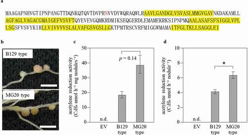 Figure 4. Polymorphism of the amino acid sequence of SEN1 and its effect on the phenotypes. (a) The amino acid sequence of MG20 SEN1 ORF. The 34th amino acid (N, asparagine) is deleted in B129, and transmembrane domains are enclosed in yellow boxes. The transmembrane helix of the membrane protein was predicted by TMHMM Server v. 2.0 (http://www.cbs.dtu.dk/services/TMHMM/). (b) Nodules phenotype with either B129 SEN1 or MG20 SEN1 introduced into sen1-1 mutant at 28 days after inoculation. (c) Acetylene reduction activity per nodule weight. (d) Acetylene reduction activity per nodule. B129 type, MG20 type; n = 22, 24. Error bars represent standard error (SE). *P < 0.05 by Student’s t-test