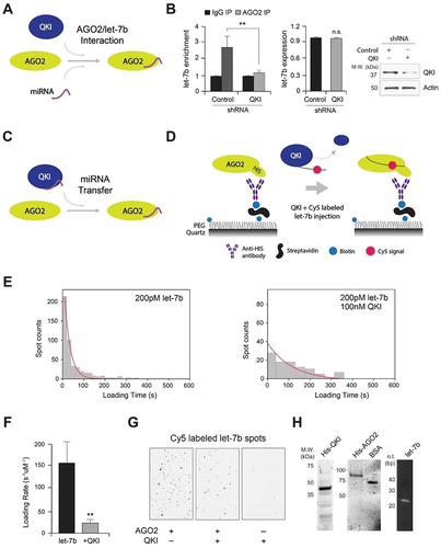 Figure 3. QKI is required for AGO2 interaction with let-7b and allows let-7b loading onto AGO2. (A) A model of QKI’s effect on interaction of AGO2 and let-7b in human cells. (B) AGO2 RIP assay in HeLa cells after transfection of control and QKI shRNA. (Left) At 48 hours after transfection of shRNA targeting GFP or QKI in HeLa cells, cell lysates were subjected to immunoprecipitation against AGO2 for detection of co-purified let-7b by RT-qPCR. (Middle) At 48 hours after transfection of shRNA targeting GFP or QKI in HeLa cells, total RNAs were purified for detection of let-7b by RT-qPCR. (Right) Efficiency of QKI shRNA was determined by western blot of total cell lysates with anti-QKI or anti-ACTB antibodies. N = 3, **p < 0.01, n.s., not significant from Student’s t-test. Data are mean±S.D. Data are mean ± S.D. (C) A model of QKI’s effect on let-7b loading on AGO2 in single molecule analysis. (D) Single-molecule experimental scheme for let-7b (guide RNA) loading on AGO2. Recombinant AGO2 was immobilized on PEG-passivated surface using avidin–biotin interaction and anti-His tag antibody in a detection chamber. Cy5-labelled let-7b was injected into the chamber with or without QKI during the imaging. (E) Histograms of let-7b loading times in (Left) absence or (Right) presence of recombinant OKI. The red lines are single exponential decay fit (27 s and 130 s, respectively). (F) Single exponential fit was performed for loading time distributions. Loading rates of let-7b onto immobilized AGO2 with or without QKI. About 300–500 loading events were observed per experiment. N = 3, **p < 0.01, from Student’s t-test. Data are mean ± S.D. (G) Cy5-labelled let-7b spots on slides with or without immobilized AGO2 and QKI 5 minutes after let-7b injection. The results of single-molecule assay. (H) Recombinant QKI and AGO2 were visualized by Coomassie Blue staining and let-7b is imaged by ethidium bromide staining. The abundance of let-7b was assessed by reverse transcriptase PCR analysis.