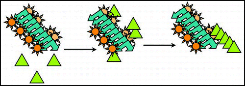 Figure 3 Chaperone-assisted seeding model for [PIN+]. Chaperones (orange sun shapes) bound to preexisting [PIN+] prion aggregates (blue arrows), could be responsible for the enhanced de novo aggregation of Sup35 (green triangles) and thus facilitate [PSI+] formation in vivo.