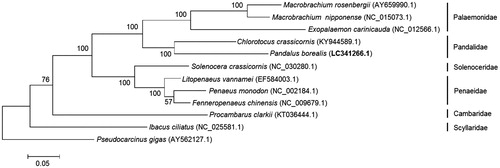 Figure 1. Phylogenetic tree of 12 species based on 13 mitochondrial PCGs. The number at each node is the bootstrap value of ML analysis.