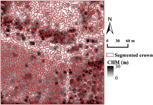 Figure 3. Individual tree segmentation display.