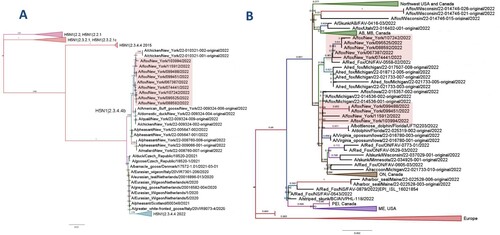 Figure 7. (A) Phylogenetic tree shows that the samples tested in this study cluster with H5 clade 2.3.4.4b, using previously published clade annotations [Citation31,Citation55]. (B) Phylogenetic tree of worldwide mammalian HPAI H5N1 HA GISAID submissions (2021–2023). Sequence names presented from this study are highlighted in red and isolate identification simplified.