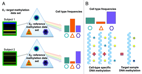 Figure 1. Illustration of the blood cell mixture deconvolution approach. This approach involves, (A) constrained projection of DNA methylation profiles from a target methylation data set (S1) onto a reference data set (S0 ), which is comprised of the DNA methylation signatures for isolated white blood cell types (shapes reflect different white blood cell types). The result is an estimate of the underlying distribution of cell proportions (circle, triangle and hexagon) for each sample within S1. (B) This approach assumes that the methylation signature for samples within S1 are the weighted sum of the methylation signatures from individual white blood cell types, where the weights are proportional to the cell-type frequencies.