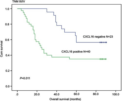 Figure 4 The 5-year overall survival rates of CXCL16-positive patients were significantly lower than those of CXCL16-negative patients with stage III/IV CRC (P=0.011).