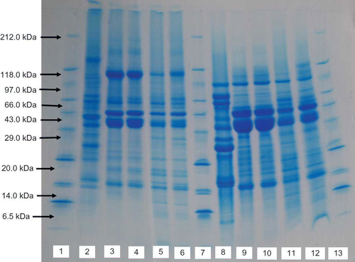 Figure 3 Sodium dodecyl sulphate-polyacrylamide gel electrophoresis (SDS-PAGE) patterns of Bambara groundnut and soybean protein isolates: Lanes 2, 3, 4, 5, and 6 carried out without Dithiothreitol (DTT). Lanes 1, 7, and 13—Standard reference protein; Lane 2—Soy protein isolate (IEP); Lane 3—Bambarra isolate (IEP), white variety; Lane 4—Bambarra isolate (IEP), brown diversity; Lane 5—Bambarra isolate (MP), white variety; Lane 6—Bambarra isolate (MP), brown variety. Lanes 8, 9, 10, 11, and 12 with Dithiothreitol (DTT): Lane 8—Soy protein isolate (IEP); Lane 9—Bambarra isolate (IEP), white variety; Lane 10—Bambarra isolate (IEP), brown diversity; Lane 11—Bambarra isolate (MP), white variety; Lane 12—Bambarra isolate (MP), brown variety (color figure available online).