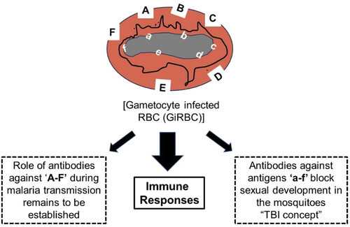 Figure 2. Schematic representation of immune targets in gametocyte infected red blood cells (GiRBC).