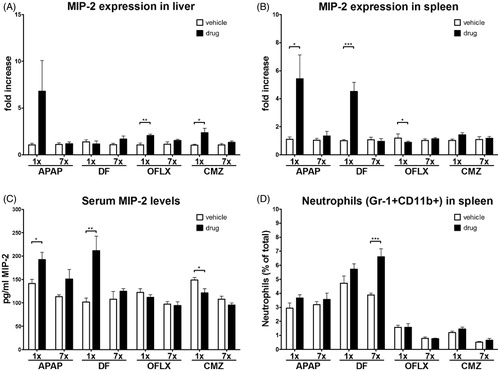 Figure 4. MIP-2 expression in spleen in lever, MIP-2 levels in serum and percentage of neutrophils in the spleen. C3H/HEN mice (n = 8/group) were treated orally with either vehicle (open bars) or a single or multiple doses of DF, APAP, CMZ or OFLX (black bars). At 17–24 h following the final dose, the mice were euthanized and parts of their (A) liver and (B) spleen were isolated and used for analysis of MIP-2 RNA expression. Values < 1 indicate decreased and those >1 indicate increased gene expression compared to controls. Values are represented as mean fold-increase [± SEM]. (C) Serum MIP-2 levels were determined using ELISA. (D) Percentages of neutrophils (Gr-1+CD11b+) in the spleen were determined using flow cytometry. Values represent the mean for the vehicle- or drug-exposed hosts ± SEM. *p < 0.05, **p < 0.01, ***p < 0.001; value significantly different compared to vehicle controls.