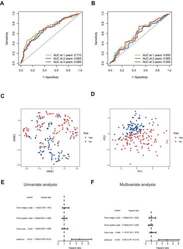 Figure 8 Accuracy verification of the ferroptosis-related prognostic model in NMIBC. (A and B) AUC of time-dependent ROC curves verified the prognostic performance of the risk score in the training cohort (A) and validation cohort (B). (C and D) t-SNE analysis (C) and PCA plot (D) of the training cohort. (E) Results of the univariate Cox regression analyses regarding RFS in the training cohort. The risk score is significantly associated with the RFS of NMIBC patients. (F) Results of the multivariate Cox regression analyses regarding RFS in the training cohort. The risk score is an independent prognostic factor in NMIBC patients.