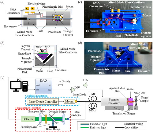 Figure 2. (a) Top and (b) front schematic view of the mixed-mode, dual-core fibre cantilever-based endoscopic scanner, along with its respective (c) top and (d) front photograph of the scanner. (e) Schematic of the overall scanning system.