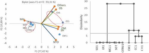 Figure 2. PCA and Dendrogram of Maltaise peel oil samples from trees inoculated by CEVd propagated on 8 rootstocks