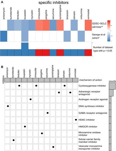 Figure 7 (A) Potential target compounds for THSD7B-MUT patients: CMap analysis. Heatmap shows each compound’s enrichment scores (positive in blue, negative in red) obtained from the CMap for each cohort (GDSC-SCLC cell linesCitation18 and George et al cohortCitation1). (B) Heatmap shows each compound (perturbagen) from the CMap that shares a mechanism of action (rows).