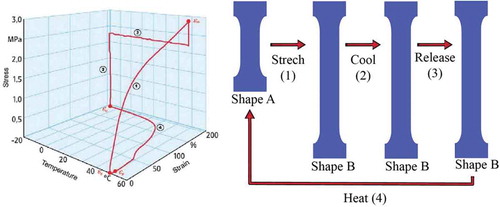 Figure 27. Cycle of ‘programming’ a thermal active SMP with a deformed shape and then restoring its undeformed shape through the following steps: (1) straining the material by applying a mechanical load, (2) cooling the material to ‘freeze’ in the deformed shape, (3) unloading the material, and finally (4) heating the material to restore its undeformed shape. Figure adapted with permission from [Citation226].