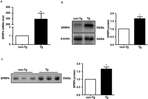 Figure 2. The expression of SFRP4 was increased in Tg mice. (a) SFRP4 mRNA expression was determined in the liver of Tg mice and WT littermates. (b) and (c) SFRP4 expression in the liver (B) and plasma (C) was determined by western blotting (β-actin was used as a loading control). A representative blot and data quantification from three independent experiments are shown. Data are expressed as the mean ± SEM, n = 6 for each group. *P < 0.05, **P < 0.01 vs. non-Tg