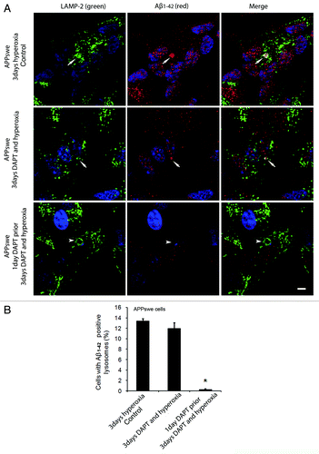 Figure 10 (See opposite page). Effects of γ-secretase inhibition by DAPT on intralysosomal accumulation of Aβ1–42. (A) double immunostaining of LAMP-2 (green) and Aβ1–42 (red) in APPswe cells after 3 d exposure to hyperoxia only (controls), 3 d exposure to hyperoxia and DAPT (500 nM) or 1 d DAPT pretreatment followed by 3 d exposure to hyperoxia and DAPT . Arrows show colocalization of Aβ1–42 with lysosomes while arrowheads indicate enlarged lysosomes without any Aβ1–42 accumulation. After DAPT treatment, the general amount of Aβ1–42 (cytosolic and lysosomal) and the size of Aβ1–42 containing lysosomes were decreased compared with controls. Bar, 30 μm. n = 3. Nuclei were stained by DAPI (blue fluorescence). (B). The percentage of cells with large Aβ1–42 positive lysosomes significantly decreased after 1 d of DAPT pretreatment followed by 3 d exposure to hyperoxia and DAPT, in comparison to controls (*p < 0.05; n = 3).